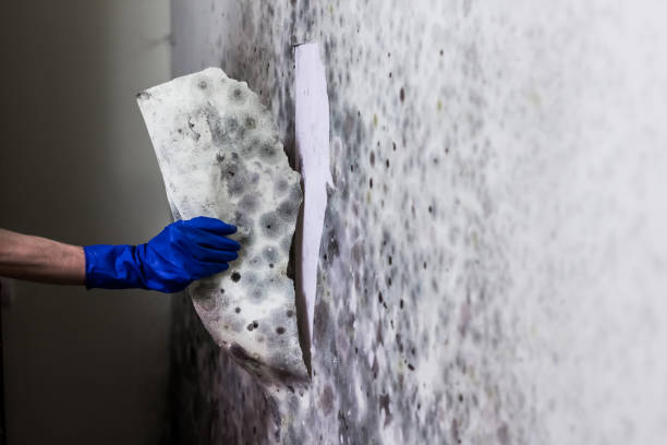 mold remediation, mold removal